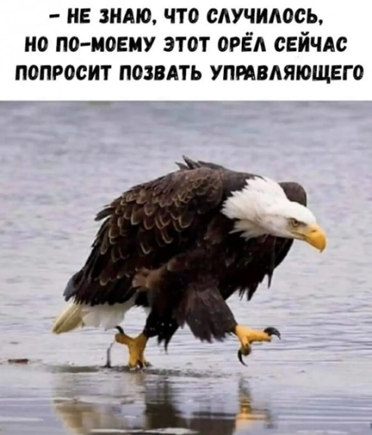 Я нашла номер этого соседа.