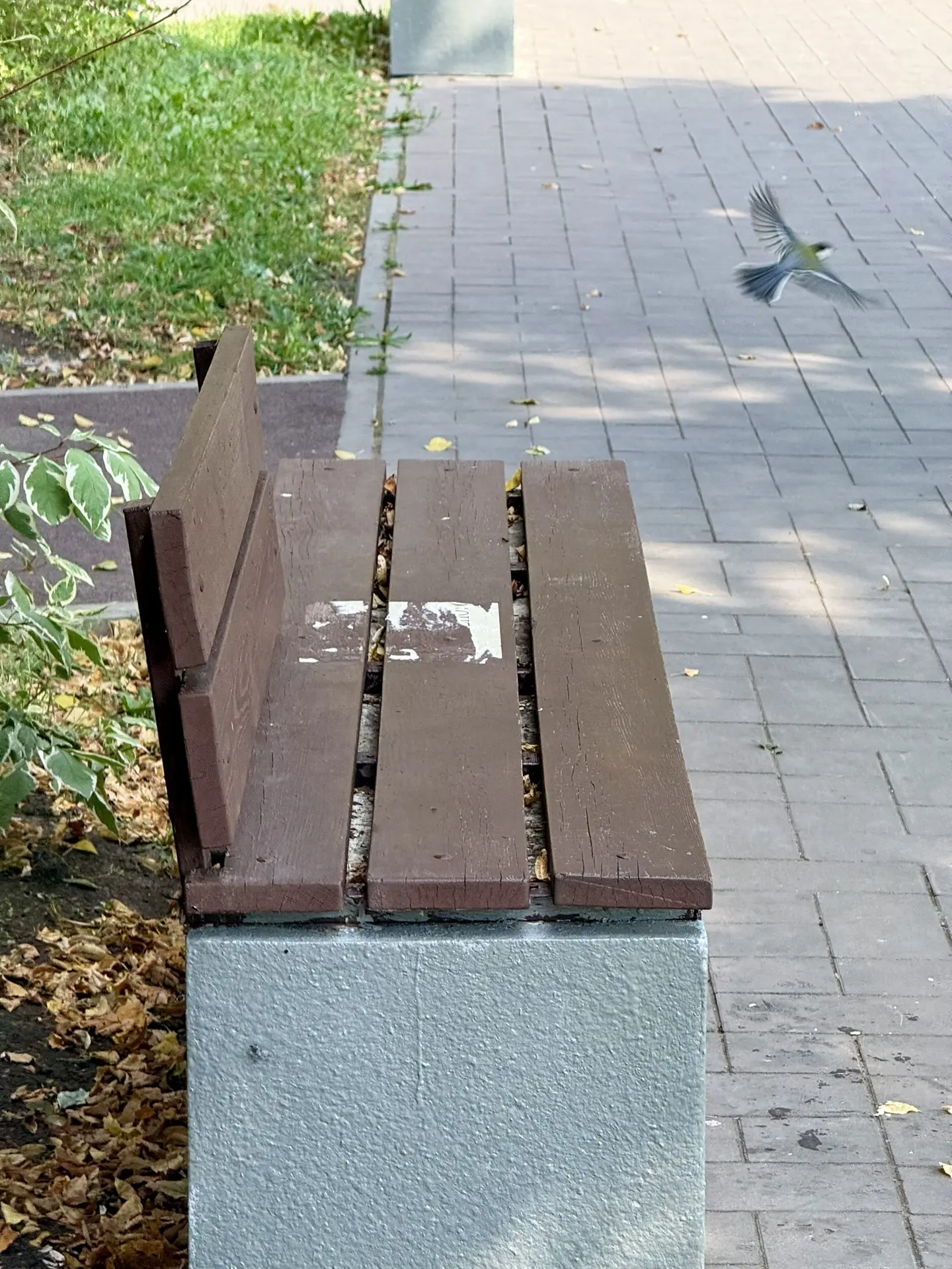 Полёт синички 🐦