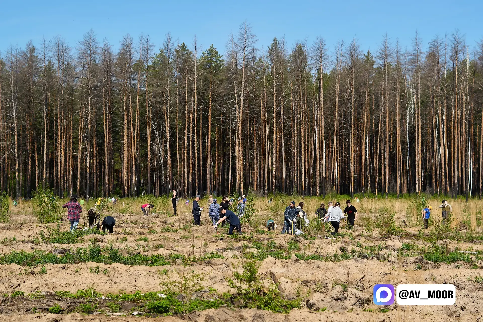 🌲 В Тюменской области высаженные в рамках акции "Сад памяти" сеянцы сосны прошли техническую приемк