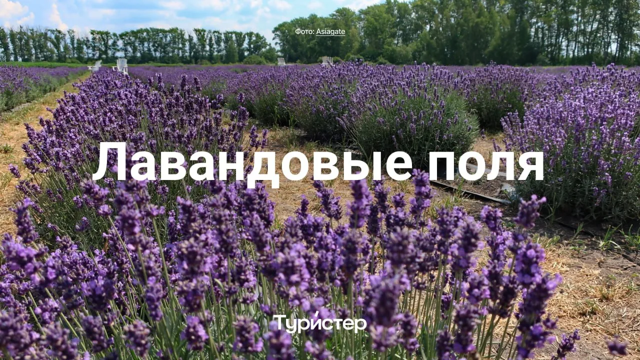 Прованс – лавандовые поля, закат и красивые фотографии. Мечты, мечты… а вот и нет! 🪻

В 40 километр