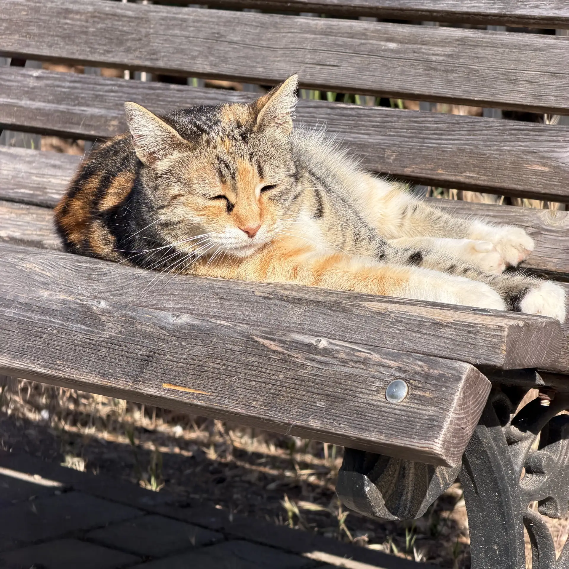 Кот учёный желает выпускникам удачи на экзаменах!