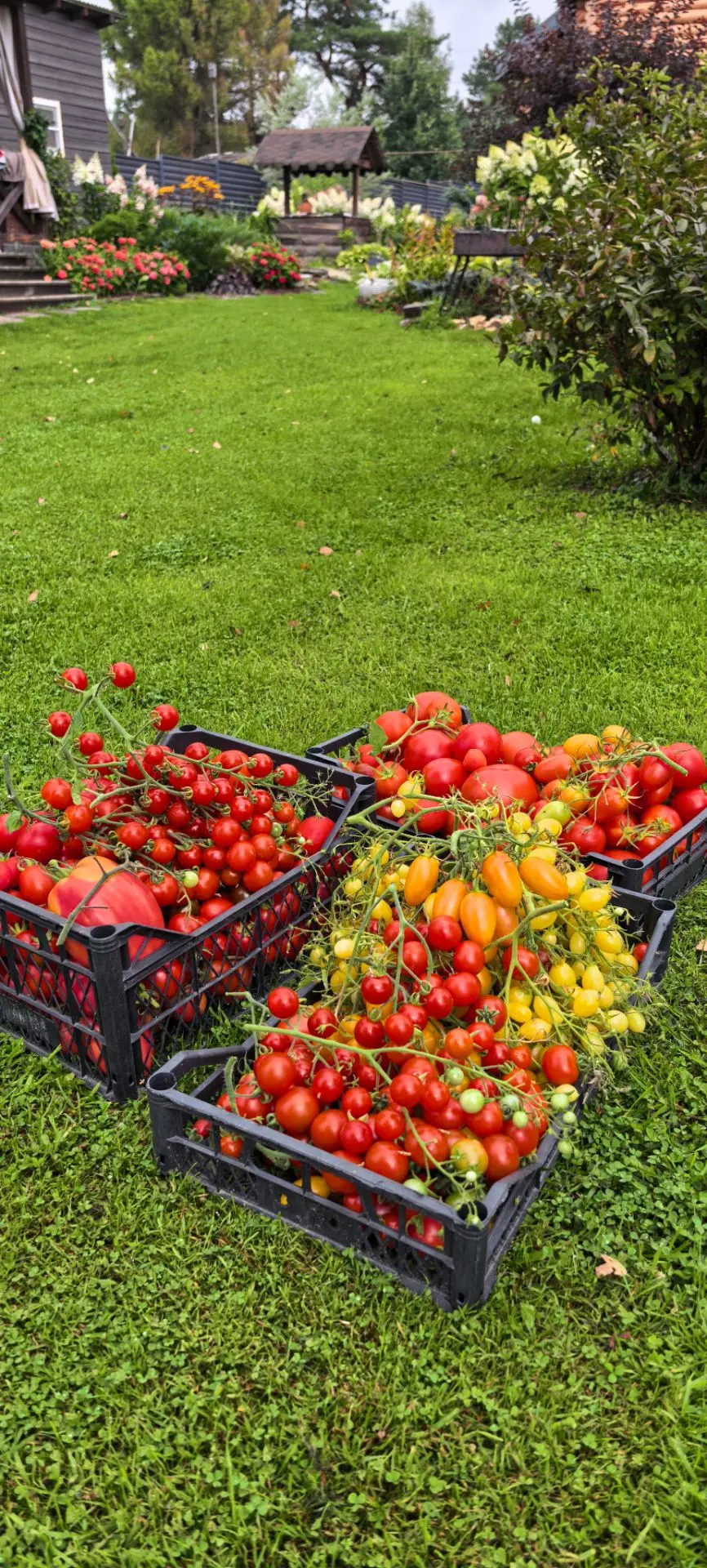 Пошла перерабатывать🍅