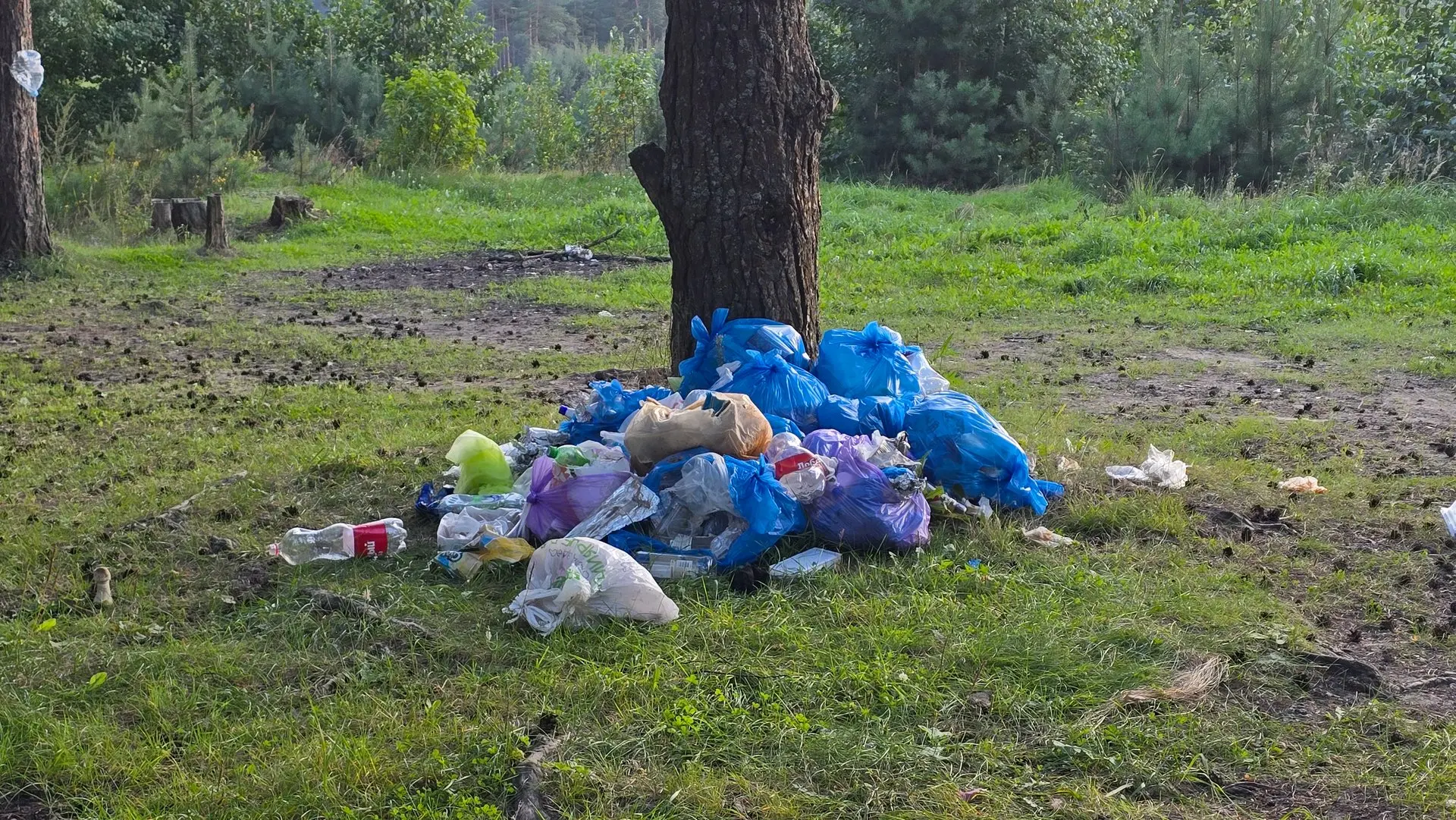 🚨🤢 СВИНАРНИК ПРЯМО ПОД СОСНОЙ! Очередная гора мусора в нашем лесу заставила жителей з...