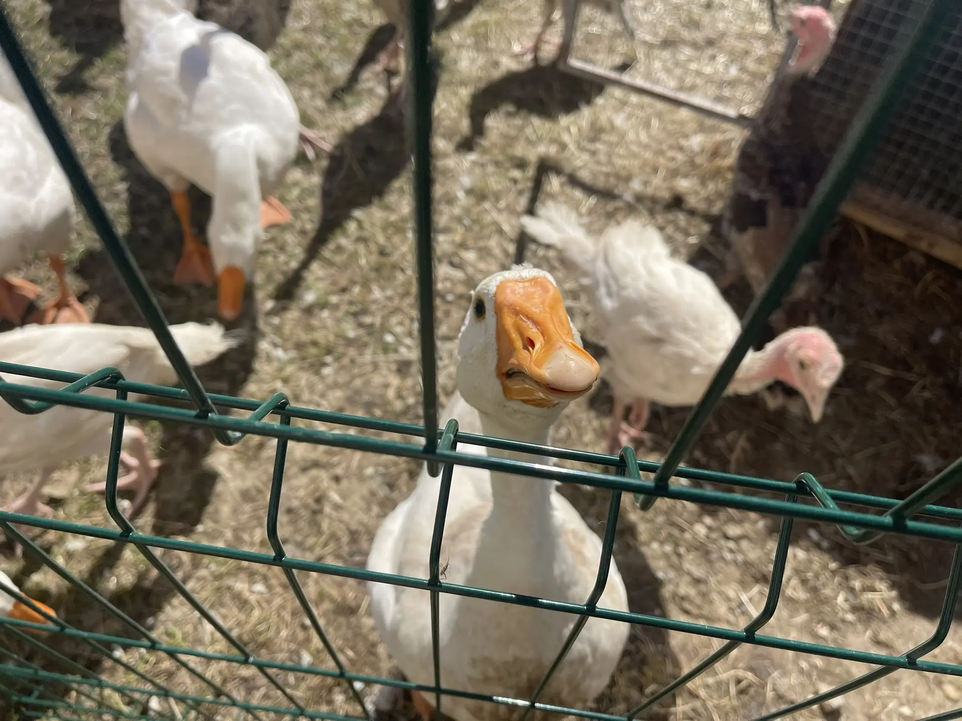 Наша весёлая ферма подрастает 🐓🦆🦃🐐