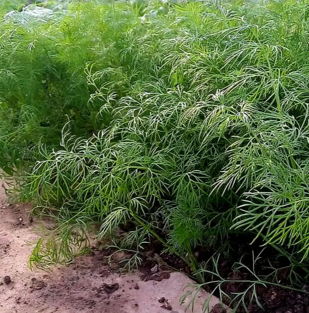 🌿 Укроп до октября: 3 правила, которые меняют всё