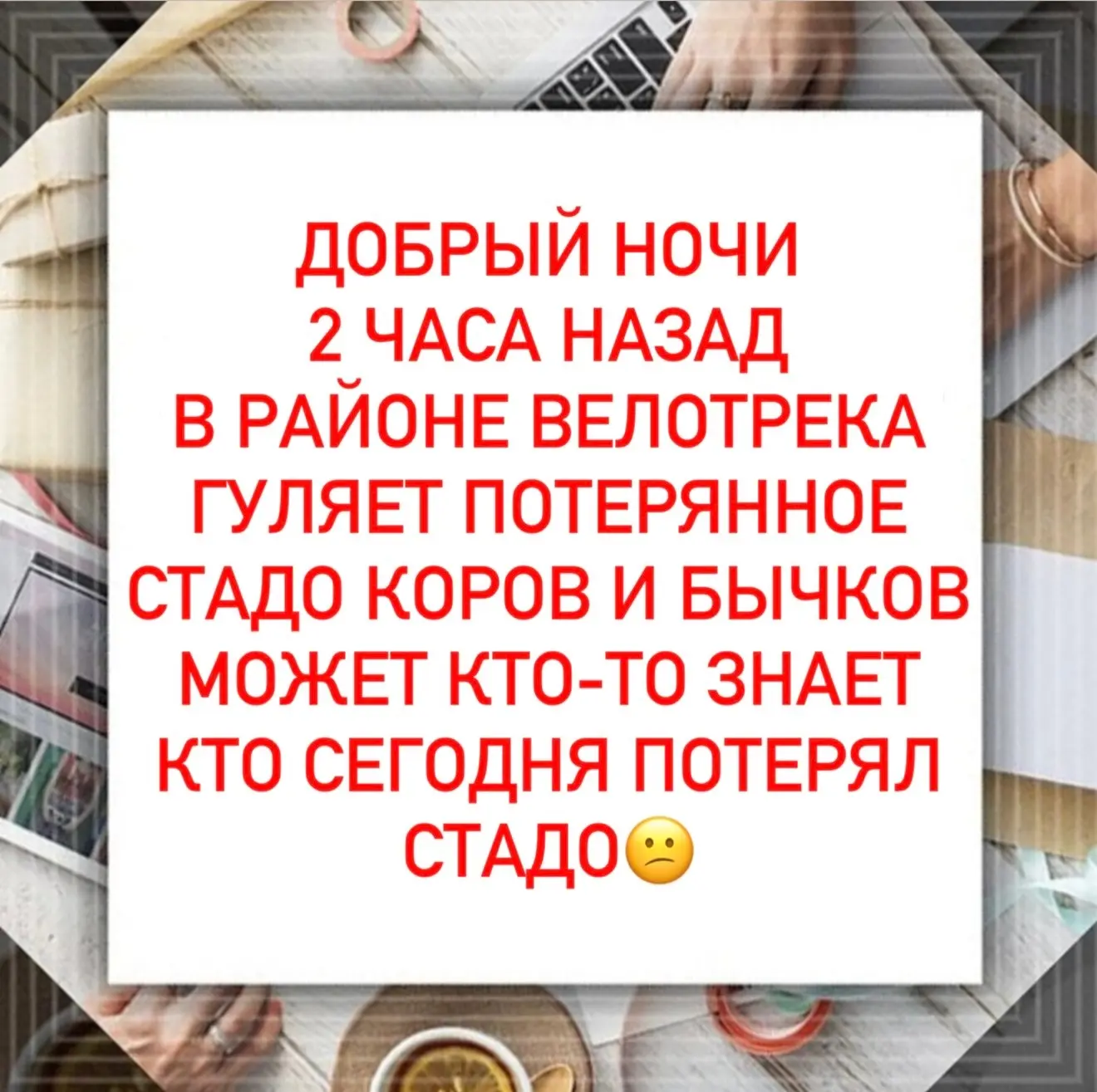Доброй ночи! Часа два назад в районе велотрека заметили потерянное стадо коров и бычков...