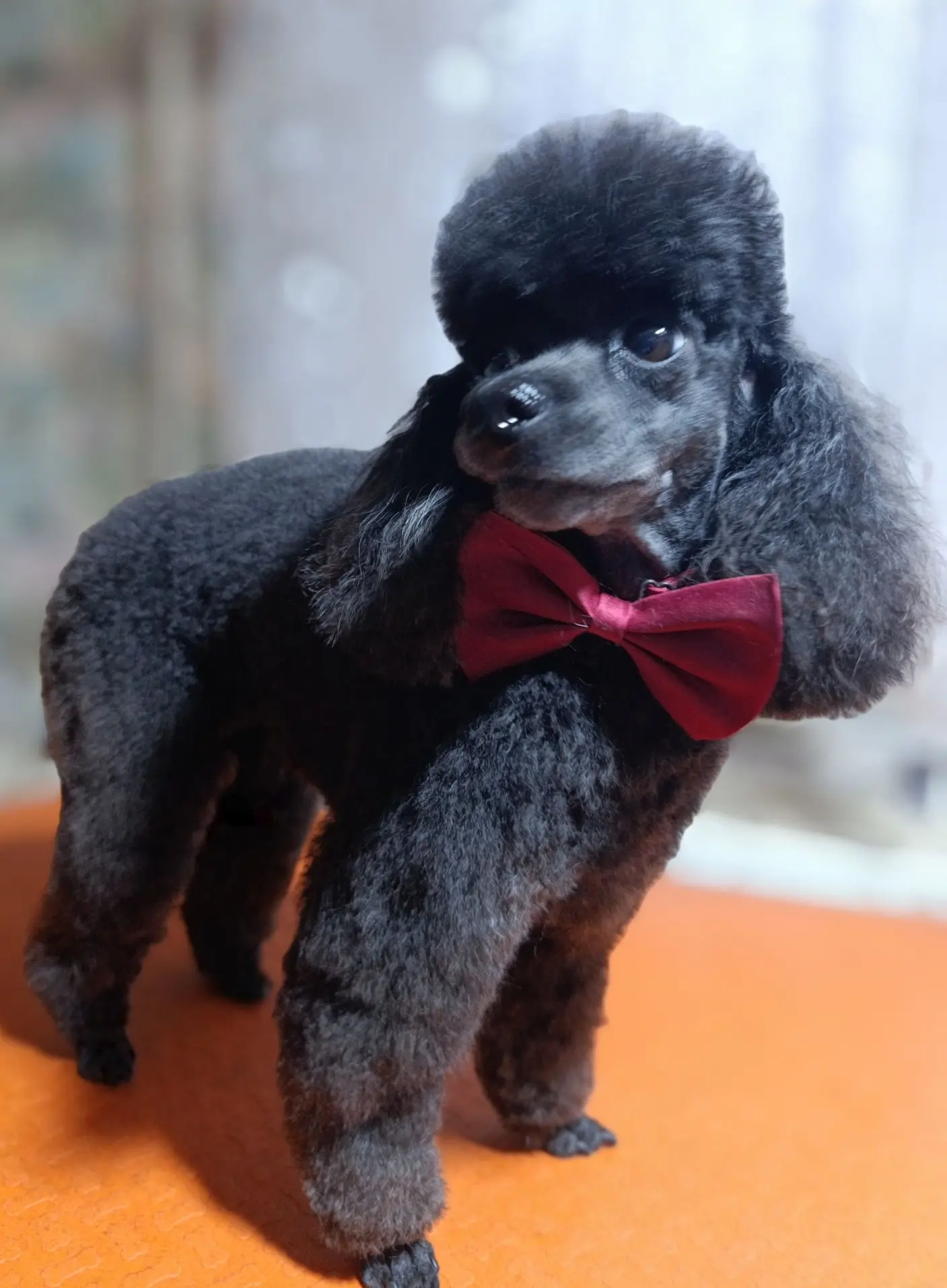 🐾🛁🧽🫧✂️🐩✨