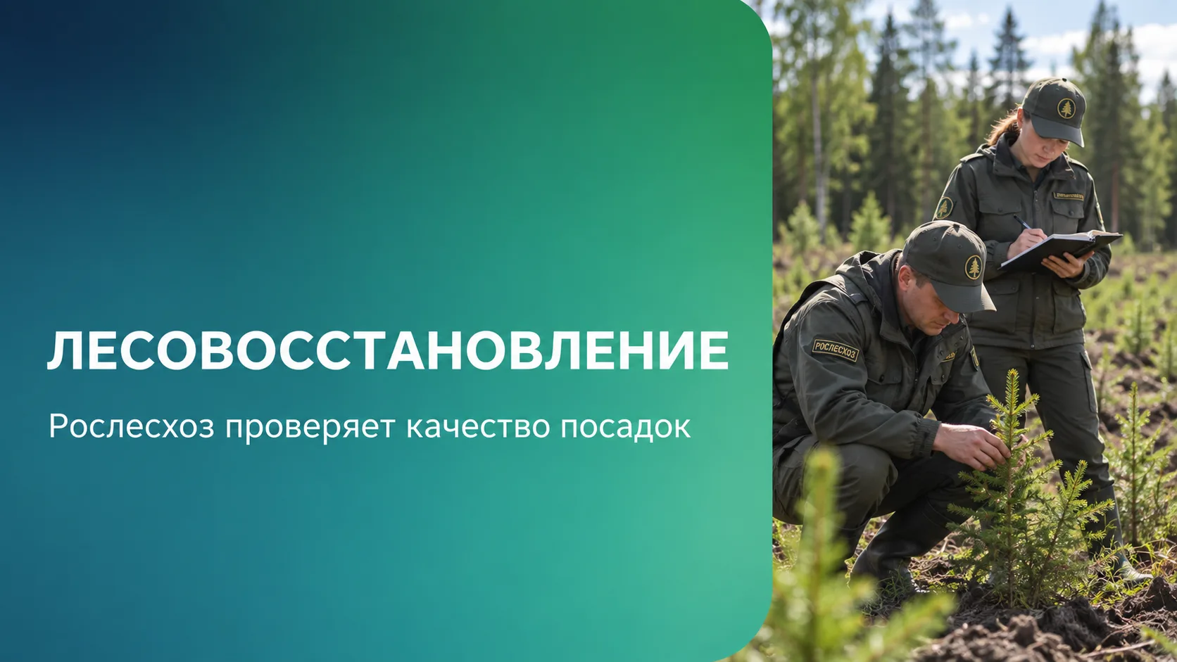 Посадить лес недостаточно: Рослесхоз проверяет, что получилось через год