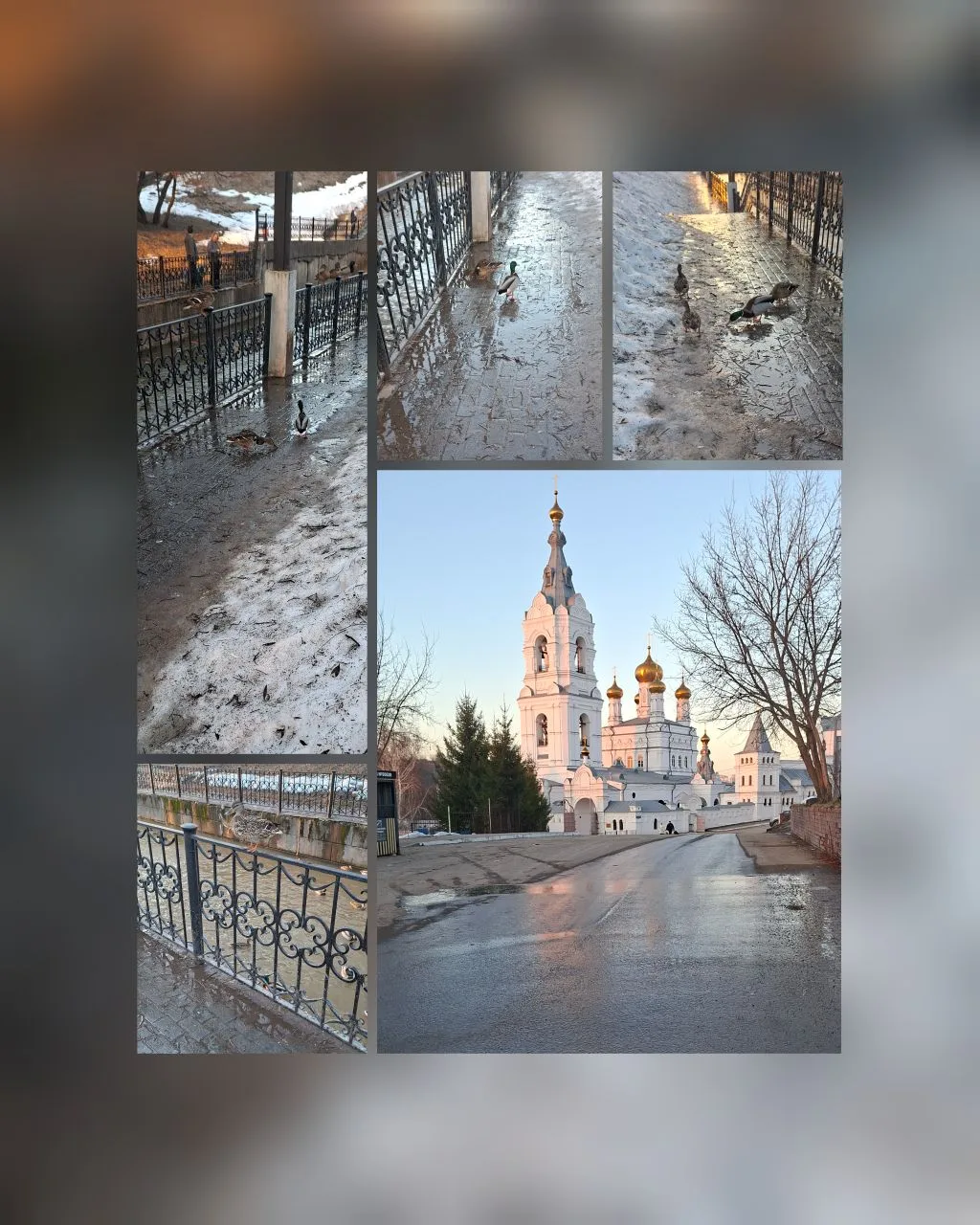 Вечерняя прогулка 🦆