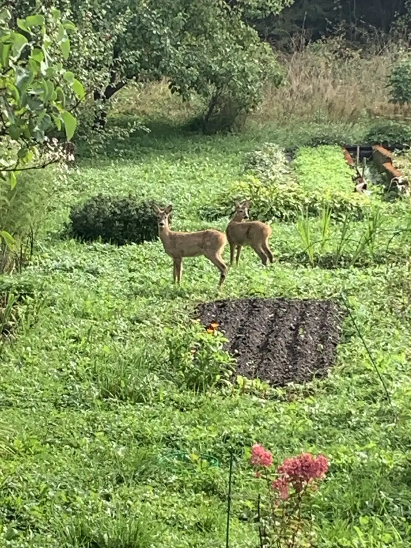 На дачу пожаловали косули 🦌