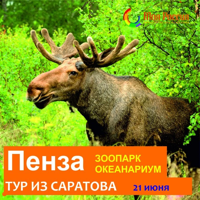 Популярная экскурсия в Пензу из Саратова!
✅ Пензенский зоопарк
✅ Океанариум
✅ Музей одной картины

Ж