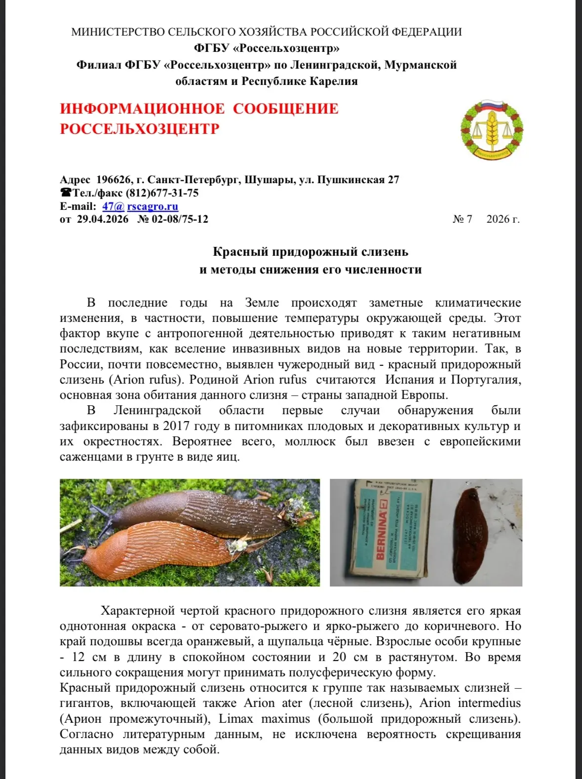 Россельхозцентр. Информационное сообщение о красном придорожном слизне.