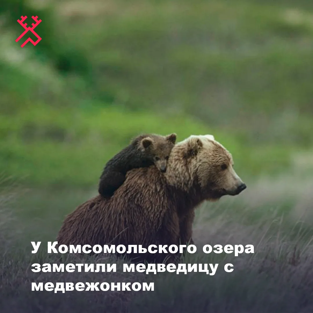 У Комсомольского озера в районе микрорайона Лесозавод заметили медведицу с медвежонком....