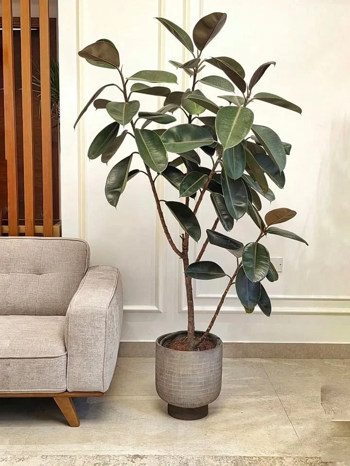 Фикус: стильное и неприхотливое растение 🌿