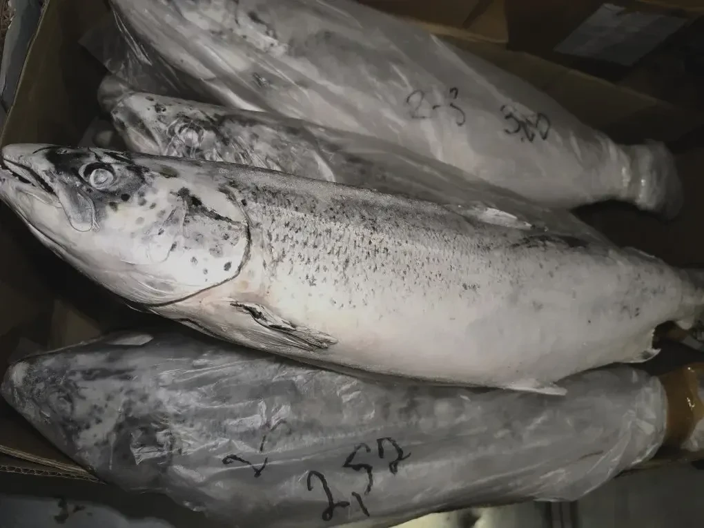 Лосось атлантический🐟

Размерный ряд 2-3кг по цене 1221р за кг

В наличии в Перми
Наш сайт https://