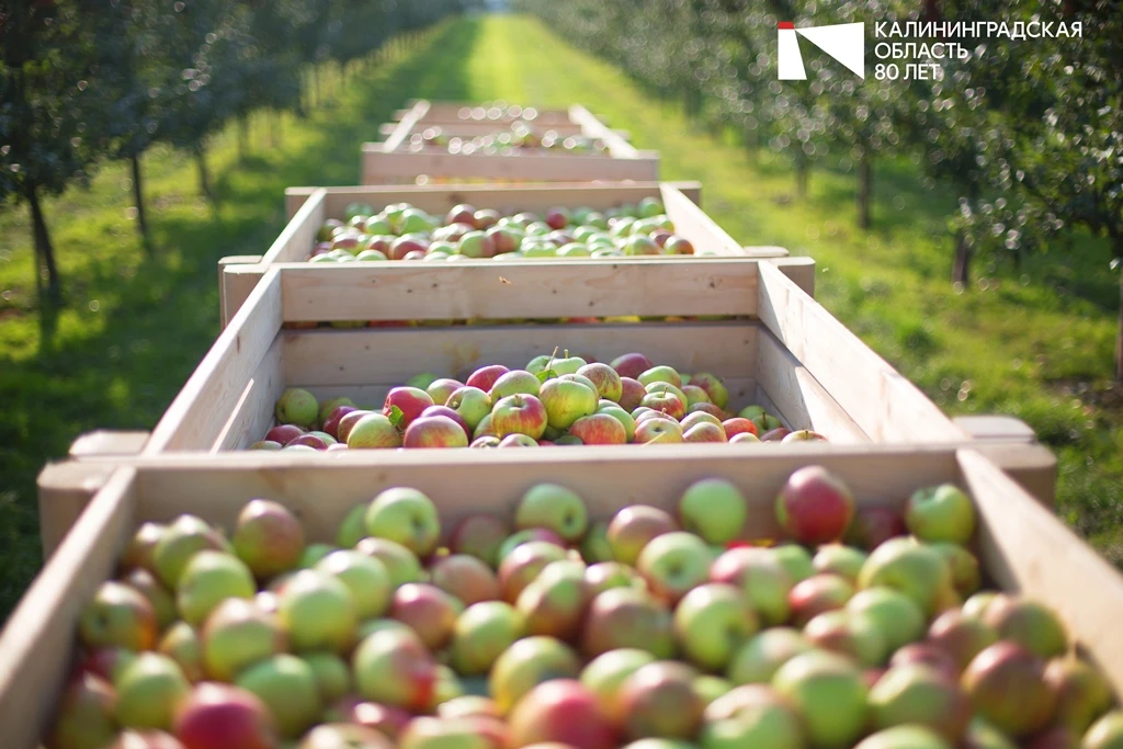 👍🍎 Урожай фруктов и ягод в Калининградской области почти на 70% выше, чем в прошлом г...