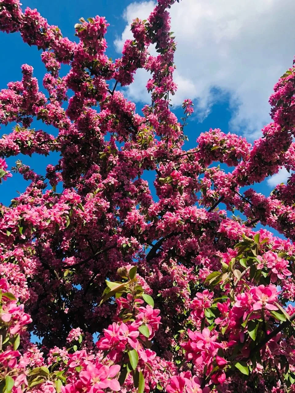 🌸 Цветущий секретный сад в центре города  Сейчас деревья только начинают цвести, а к концу месяца са