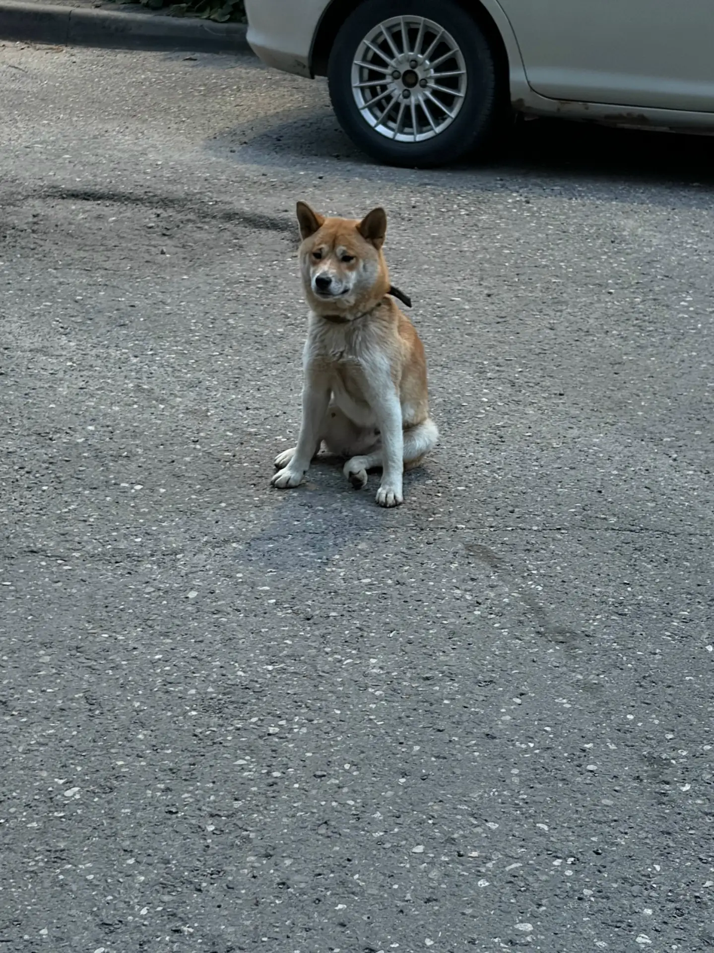 Никто не терял собаку? Мальчик, боится и к себе не подпускает.