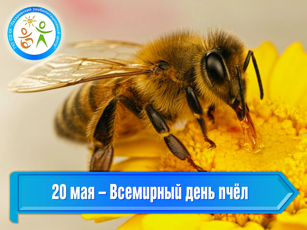 20 мая – Всемирный день пчёл