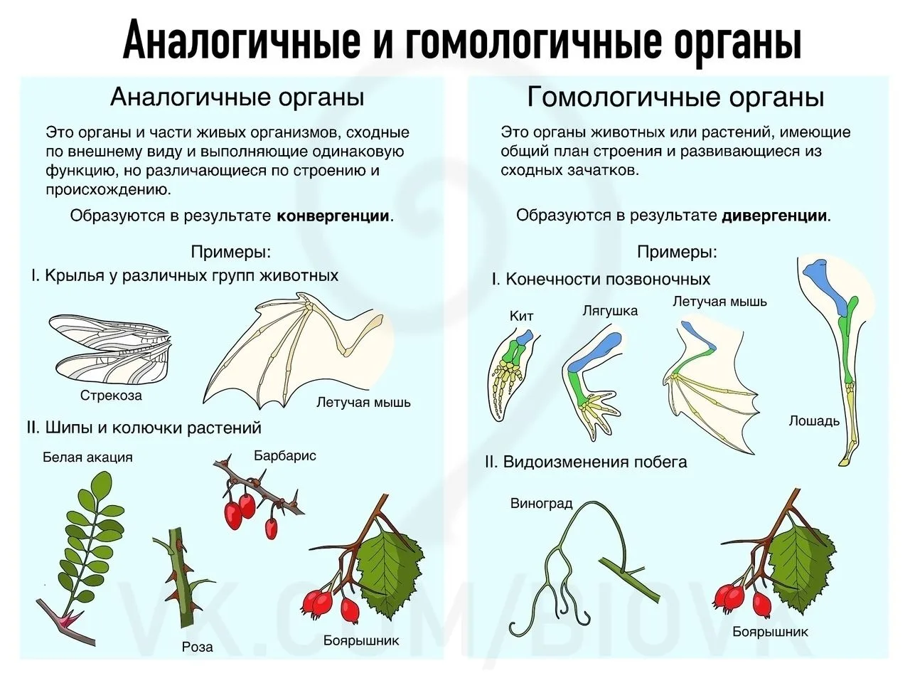 Аналогичные и гомологичные органы