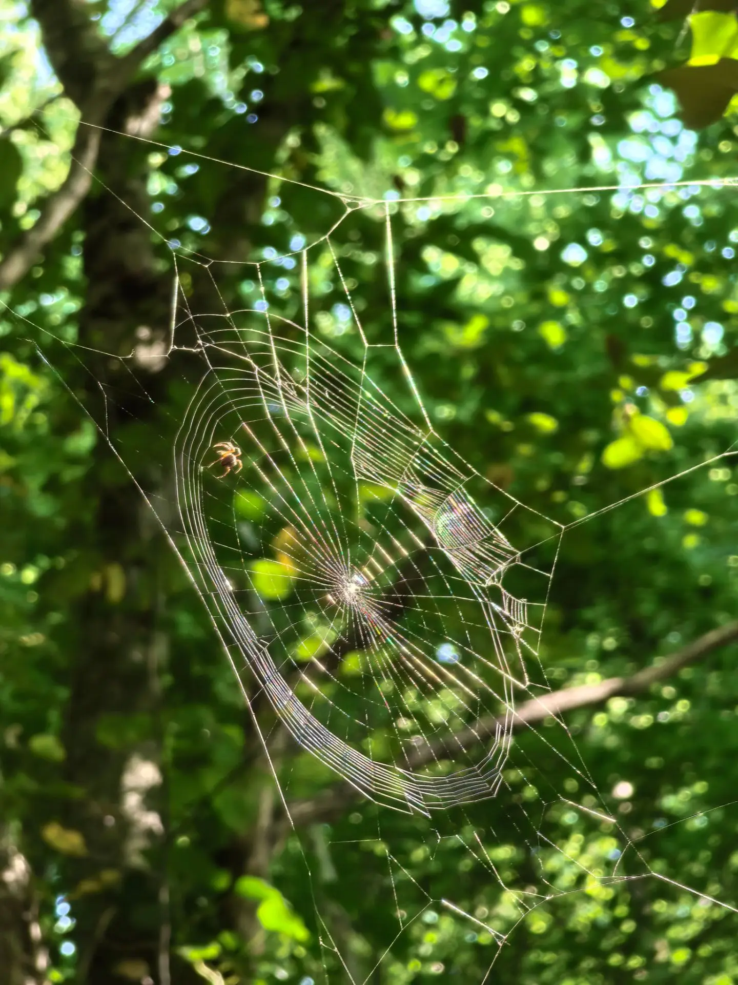 Сила природы 🕷️🕸️
