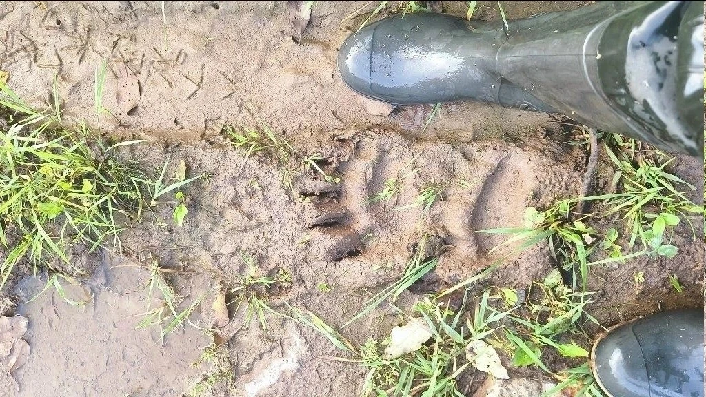 🐻 В Чайковском районе жители всё чаще встречают медведей на просёлочных дорогах и в по...