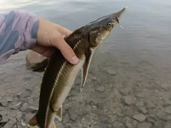 🐟 Рыбак из Ростовской области поймал «царскую рыбу» - краснокнижную стерлядь