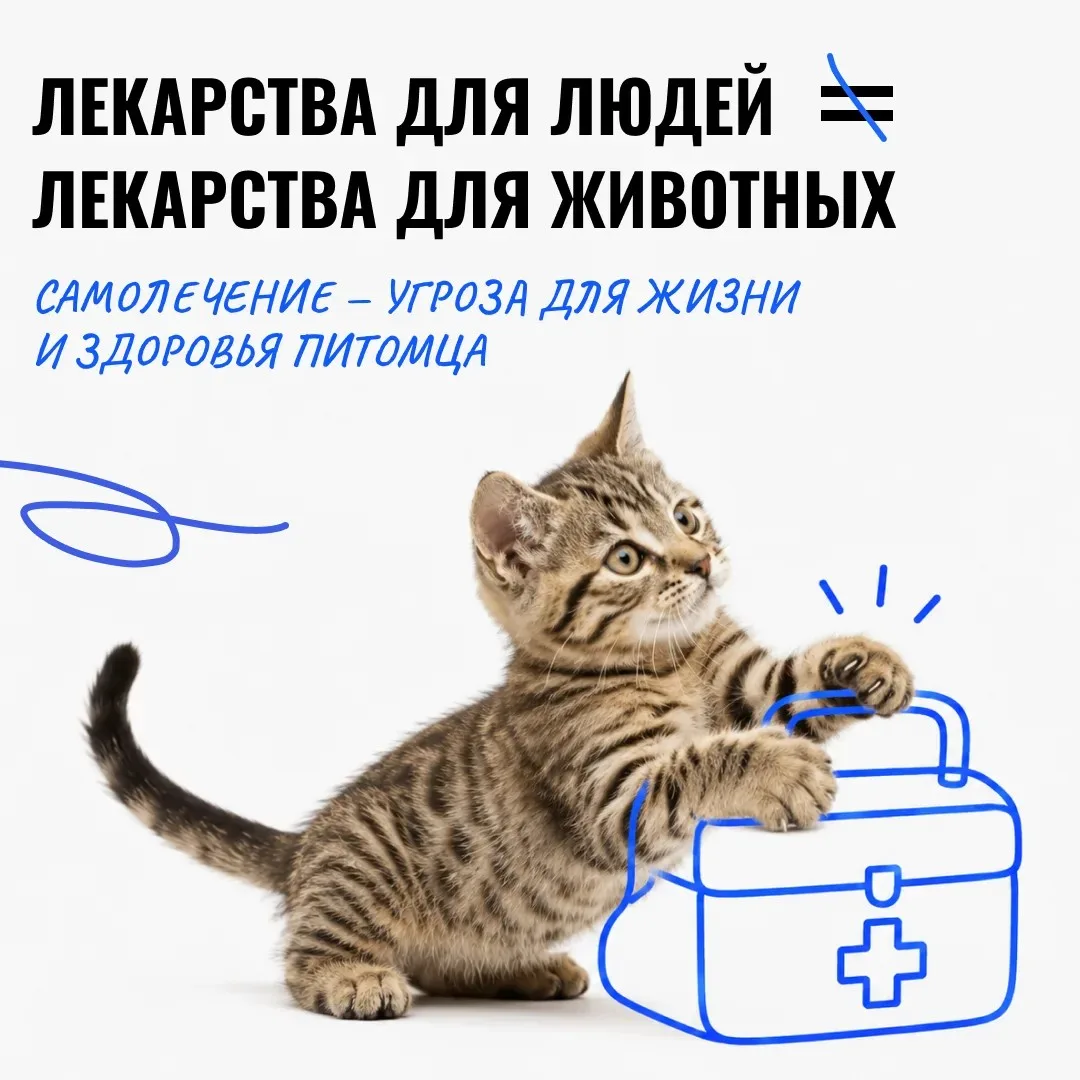 🐾   Можно ли лечить животных препаратами из домашней аптечки?

Когда питомец плохо себя чувствует, 