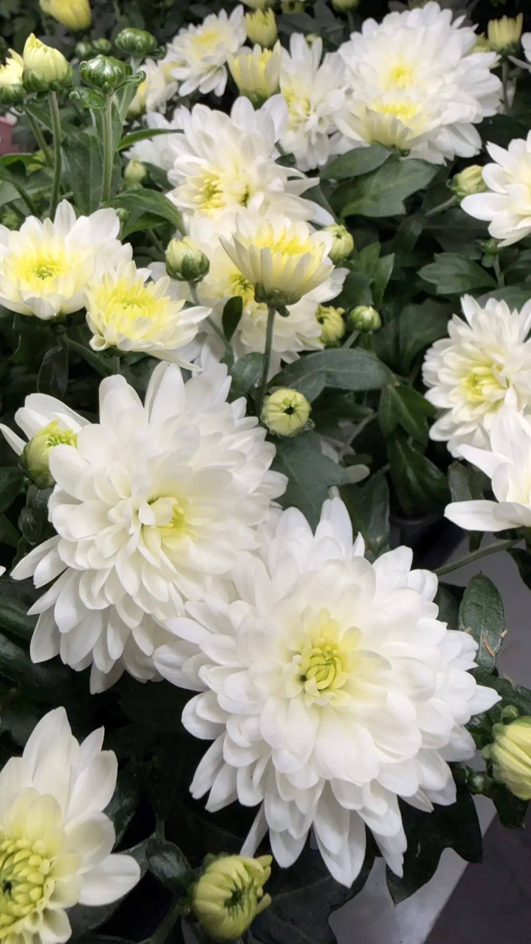 С первым днем весны, дорогие друзья🌸🌸🌸  Дождались, ура👏👏👏  Что-то я никак не соберусь выйти к вам, в