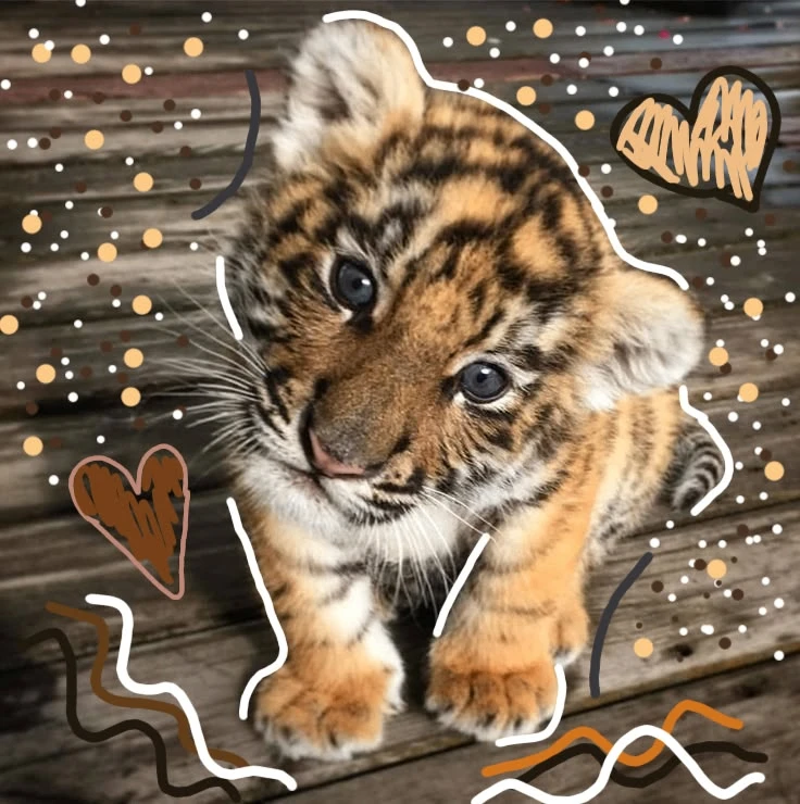 Авки с Тигриками 🐯