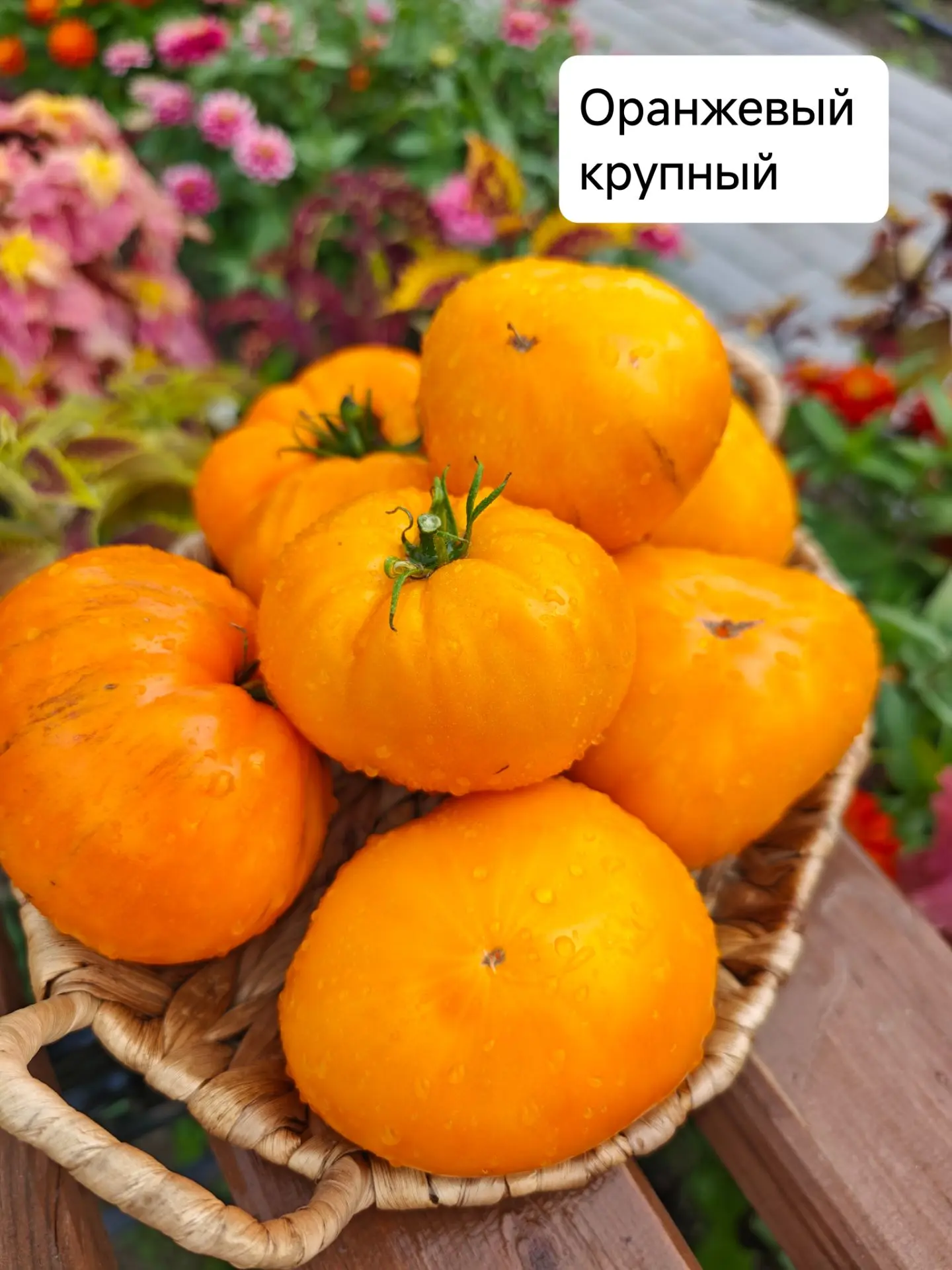 Сегодня у нас очередной сбор томатов. Урожай собираем ежедневно.