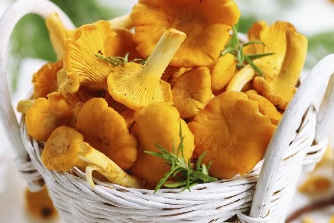 🍄🍳🌿 «СОЛНЕЧНОЕ ЗОЛОТО ЛЕСА»: Почему лисички — лучшие грибы для новичков и рецепт бож...