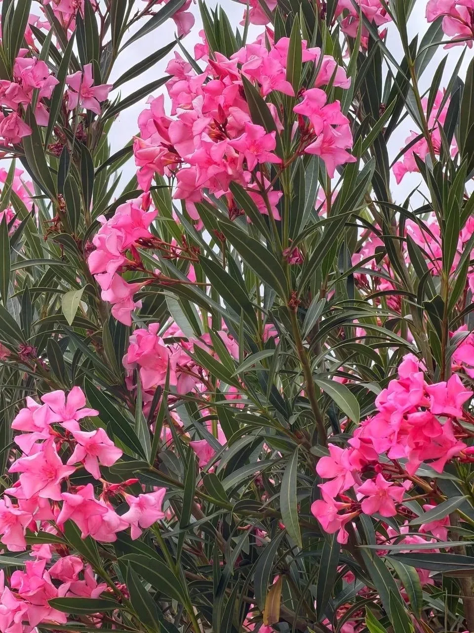 🌸 Знаете этот шикарный куст с розовыми и белыми цветами, который украшает южные города? 

Красота н