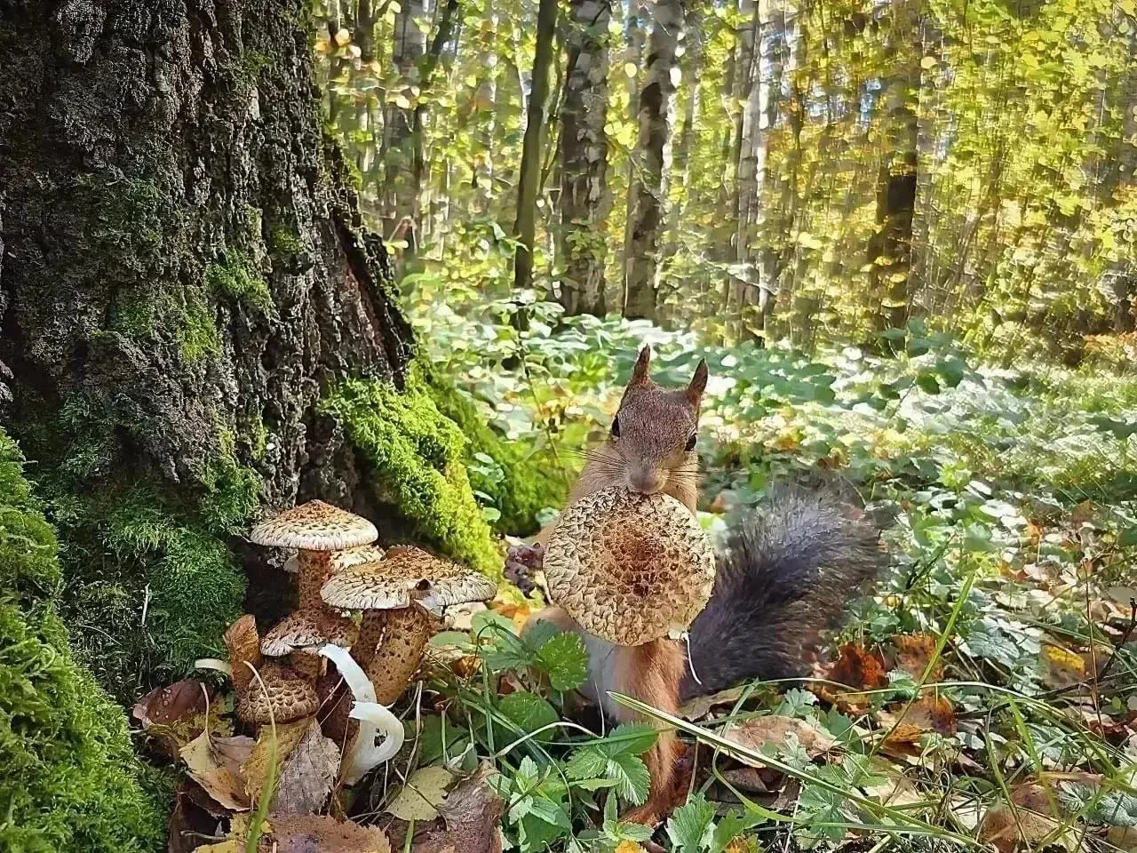 🍄‍🟫🐿️ Тихая охота в Черняевском лесу