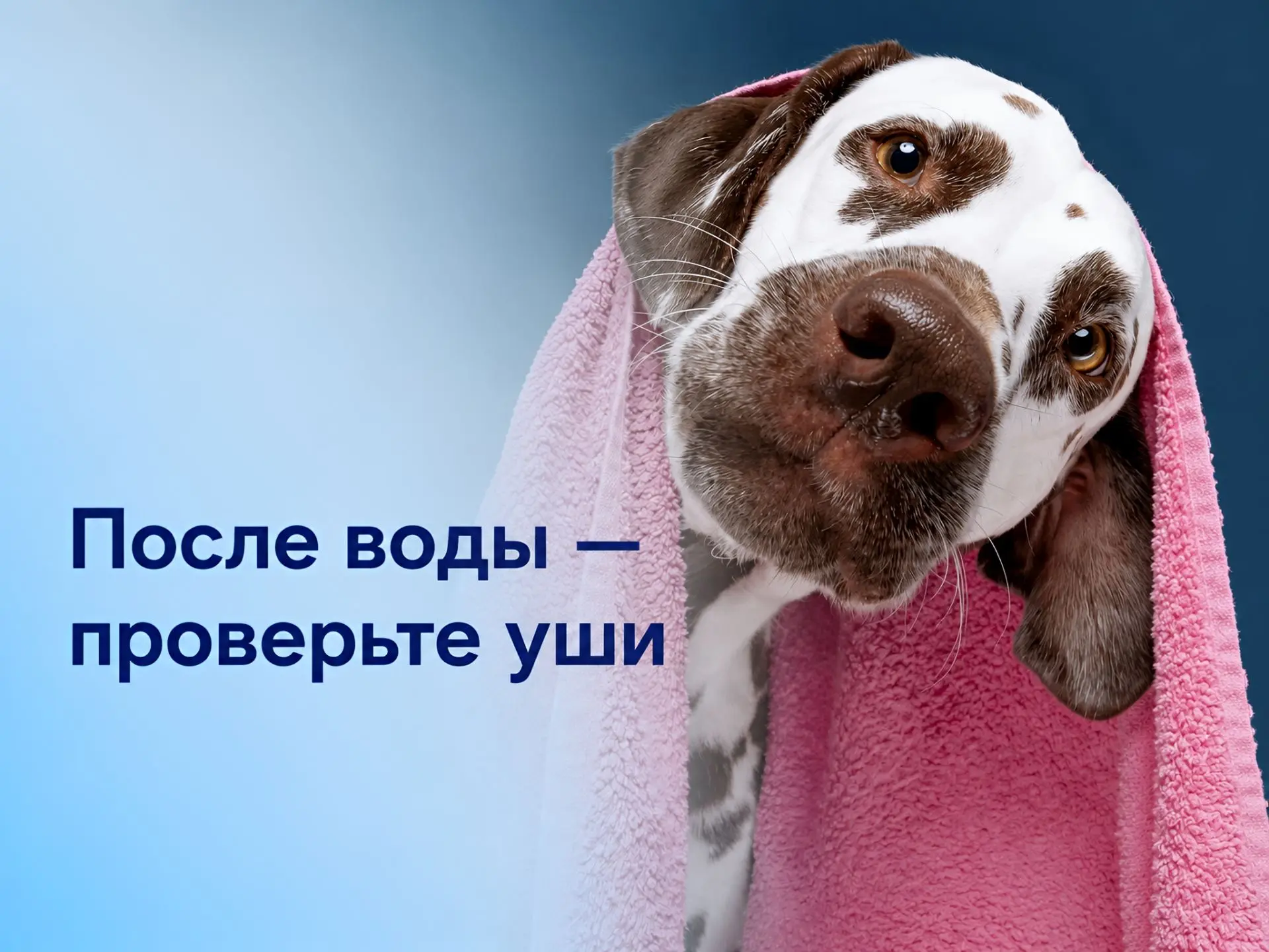 После купания питомец трясёт головой: когда это не просто вода в ушах