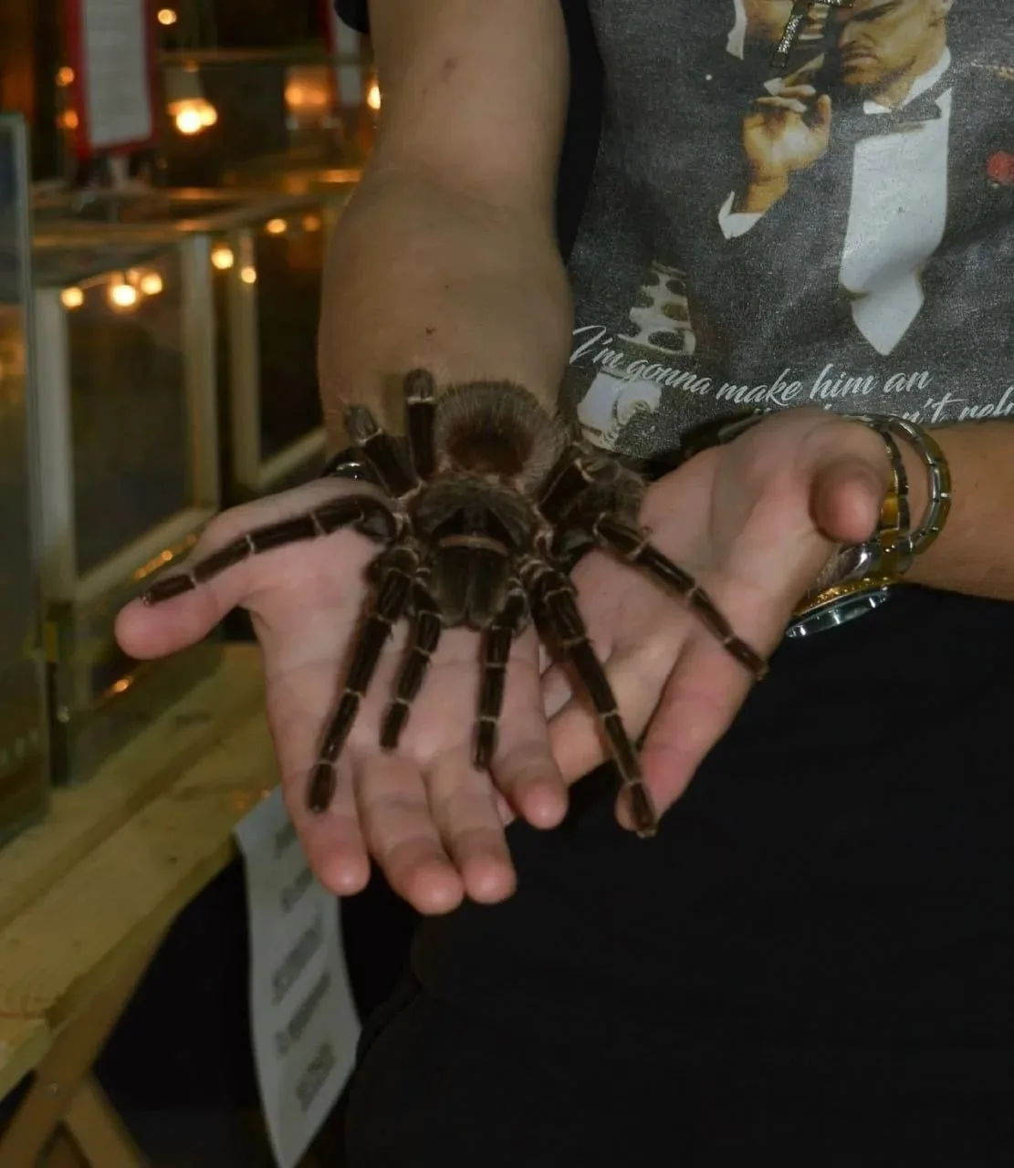 🕷В Чусовом выставка огромных пауков оказалась с нарушениями