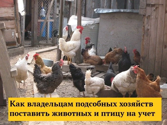 К 1 сентября этого года владельцам личных подсобных хозяйств нужно поставить на учет во...