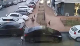 ❗️ Бастрыкин потребовал доклад о нападениях собак в Краснодаре