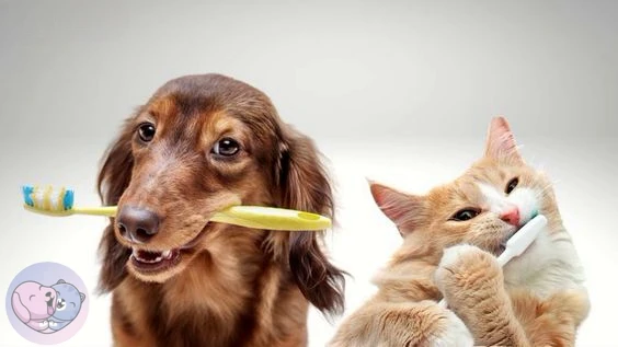 🐾🐾🐾Уход за зубами питомца — важная часть заботы о его здоровье. Регулярная чистка по...