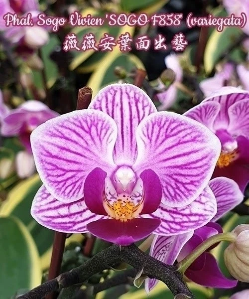 🌺 Азиатские сортовые орхидеи-подростки В НАЛИЧИИ 🌺

🕊️ Дорогие наши подписчики! 🕊️

🔆 Всем хоро