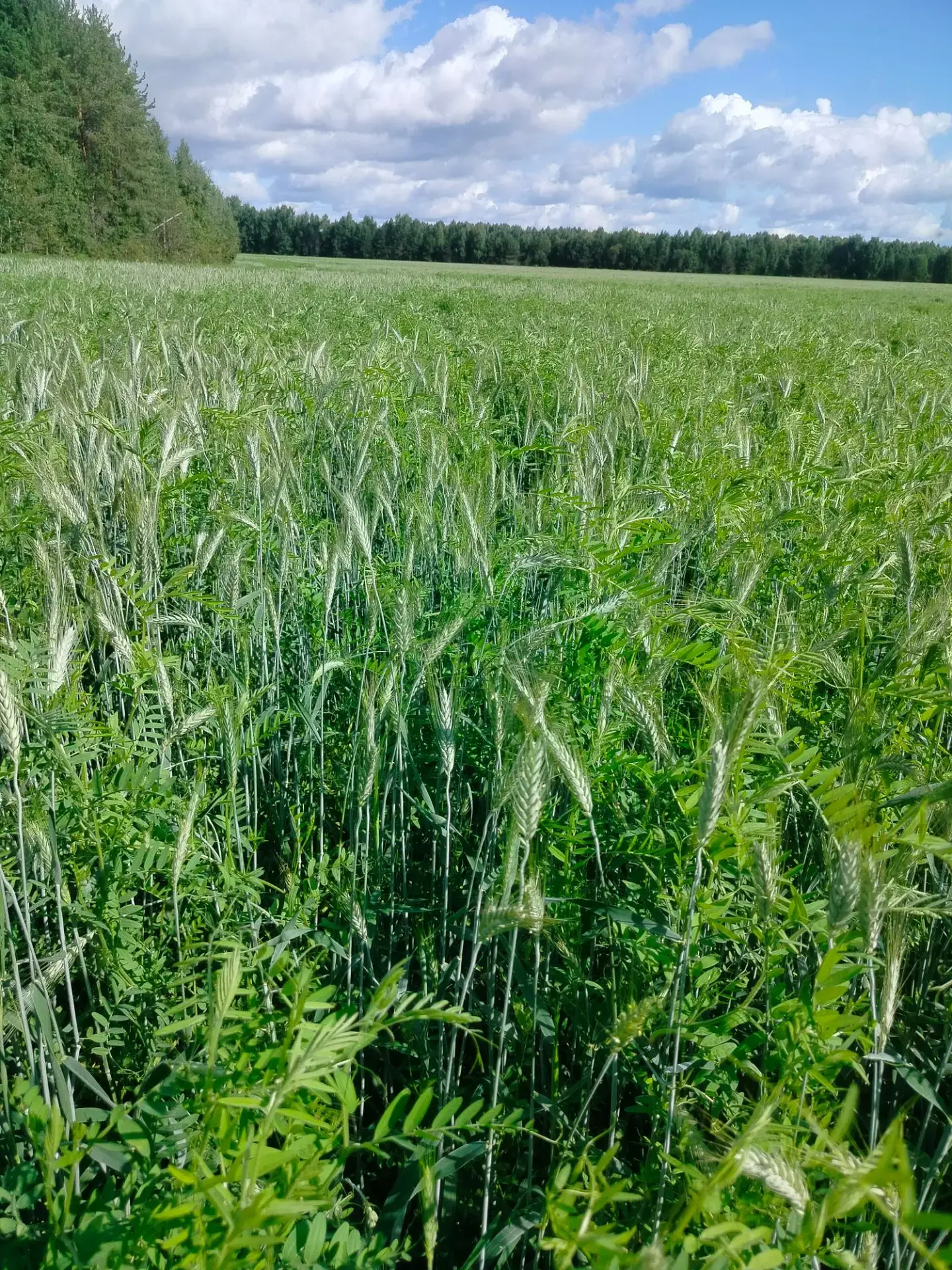 🌾 Корткеросский район: кормозаготовка-2026 продолжается
