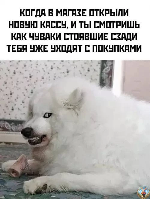 Картинки для настроения😊 | Юмор