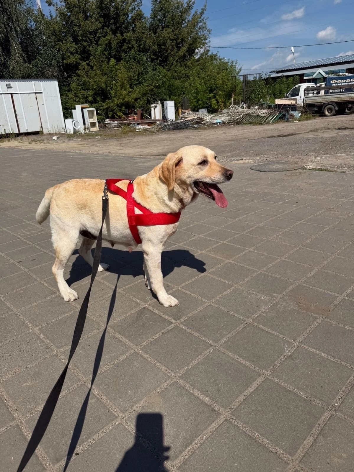 Лабрадору нужен дом и любящий хозяин! 🐾