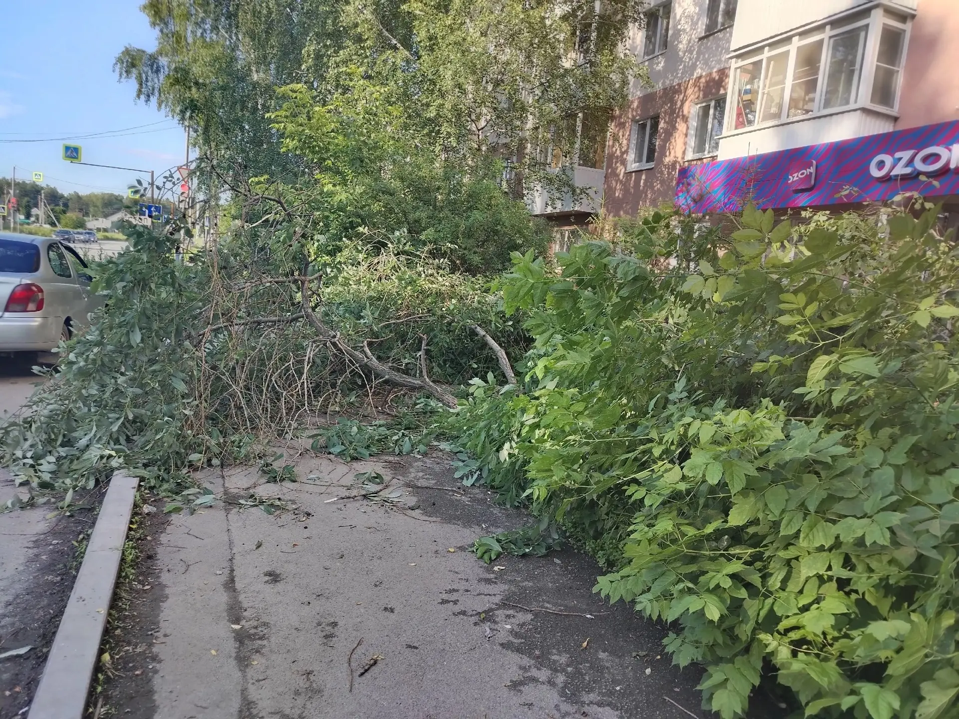 Упало дерево на Юбилейной 2.