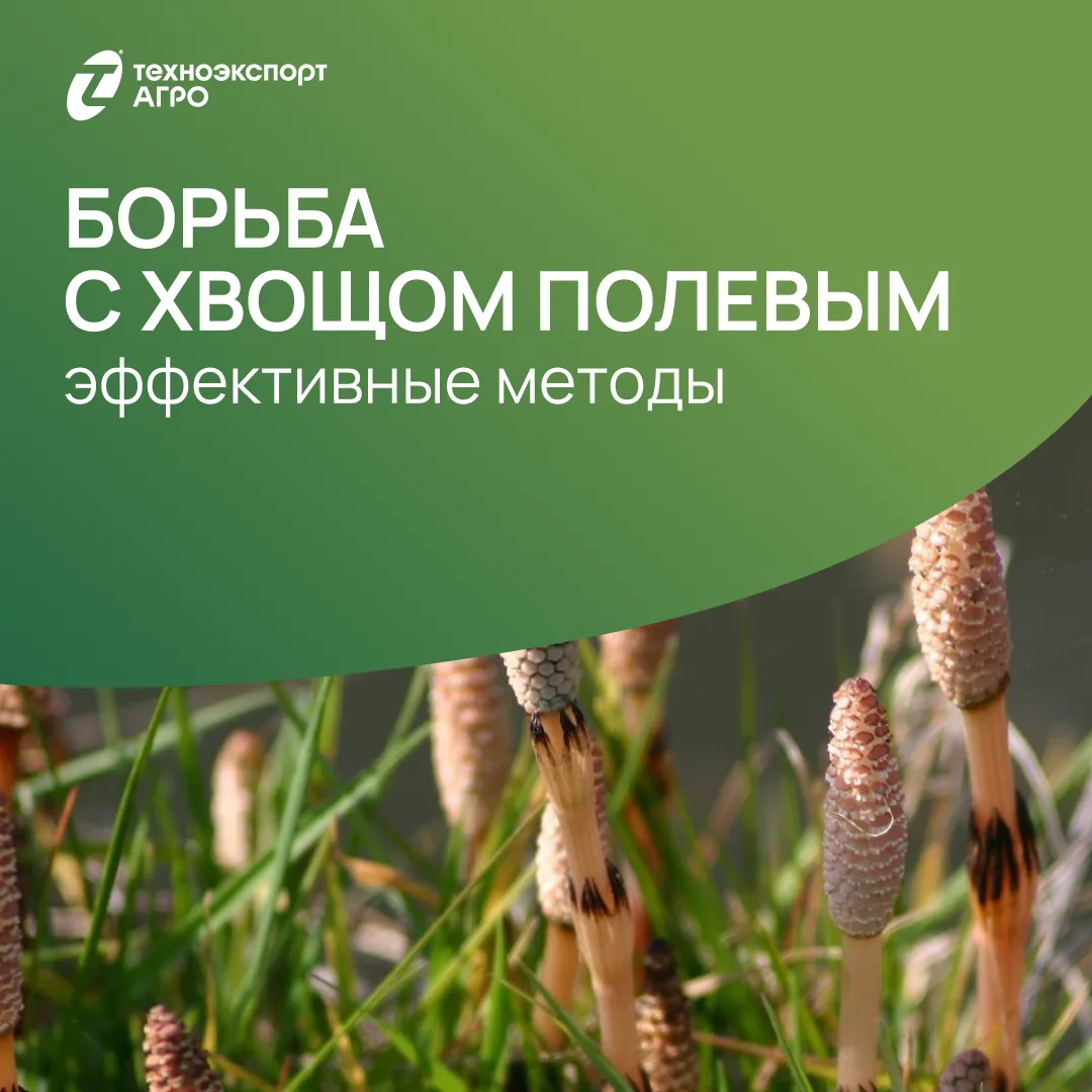 Хвощ полевой — один из самых трудноискоренимых сорняков, особенно на кислых почвах. Его...
