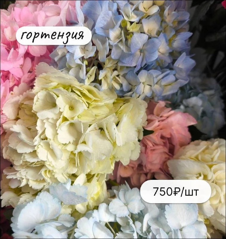 Цветы, которые можно заказать, не вставая с дивана 🌼😛