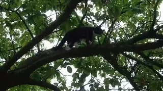 Кошка просидела на дереве восемь дней