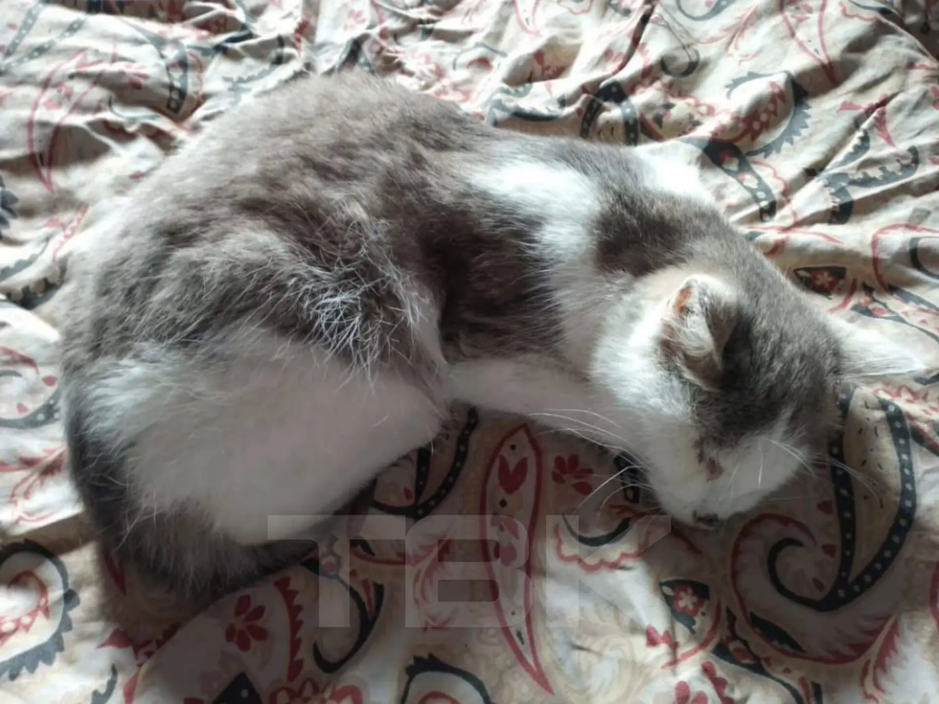 Что стало со слепым котом из Овсянки?