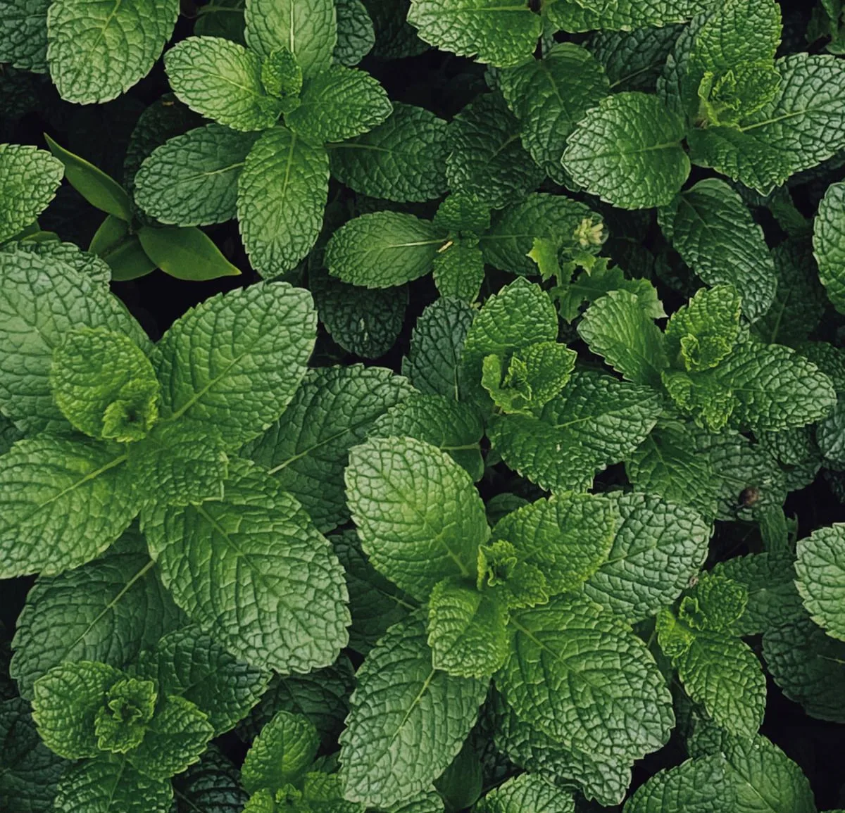 🌿 Мята как естественный регулятор аппетита