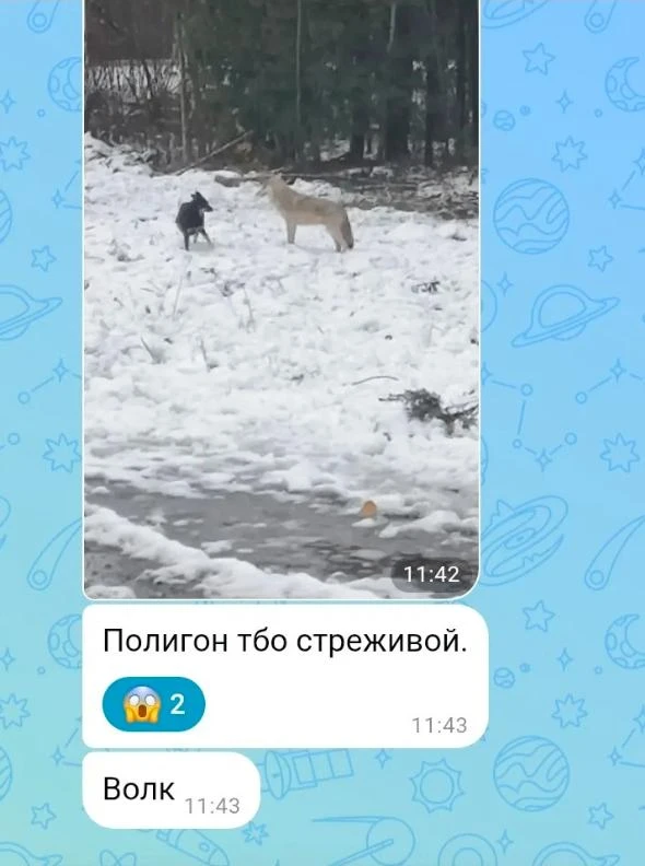 На дачах в районе Стрежевого гуляет волк и кусает за бочок.